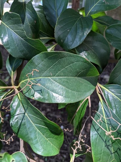 Cordia eriostigma, photographed by Jake Rehage