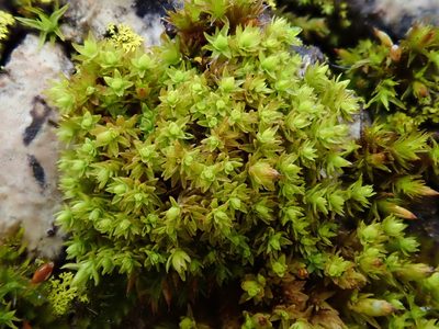 Nyholmiella obtusifolia, photographed by Christian Berg