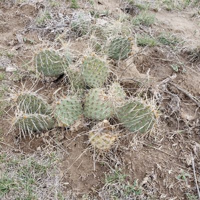 Opuntia cymochila, photographed by Robert Hoard