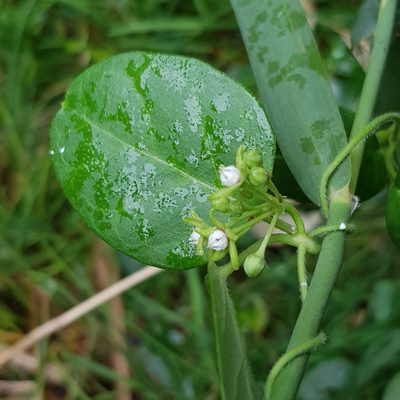 Cynanchum obtusifolium, photographed by Margaret Burger