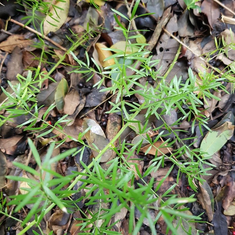 Asparagus densiflorus, photographed by Margaret Burger