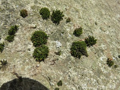 Ulota crispa, photographed by Howard Williams