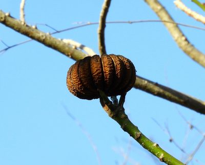 Hura polyandra, photographed by Francisco Farriols Sarabia