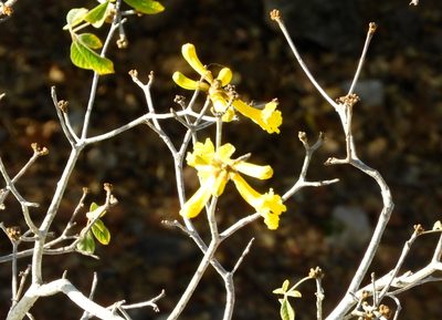 Handroanthus chrysanthus, photographed by Francisco Farriols Sarabia