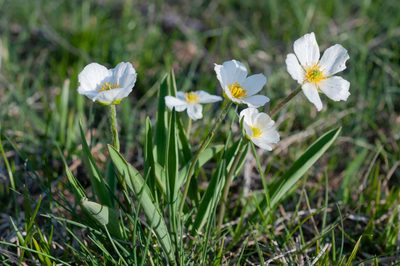 Ranunculus kuepferi, photographed by Lorenzo Martin
