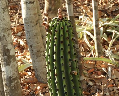 Stenocereus martinezii, photographed by Francisco Farriols Sarabia