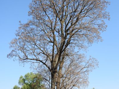 Cedrela dugesii, photographed by Oscar Alejandro Morales Juárez