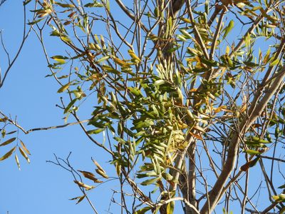 Thouinidium decandrum, photographed by Francisco Farriols Sarabia