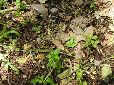 Androsace occidentalis, photographed by Sam Kieschnick