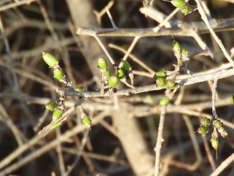 Erythroxylum mexicanum, photographed by Francisco Farriols Sarabia