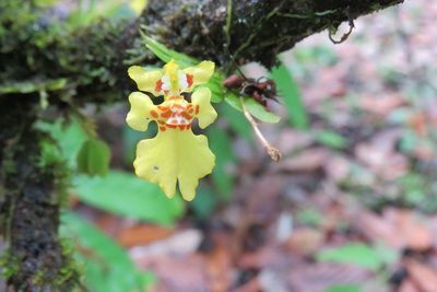 Erycina pusilla, photographed by Philipp Hoenle