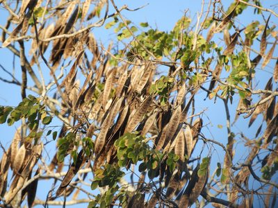 Hesperalbizia occidentalis, photographed by Francisco Farriols Sarabia