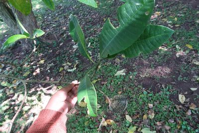 Tabernaemontana ventricosa, photographed by Presha Soogrim
