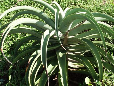 Aloe thraskii, photographed by Margaret Burger