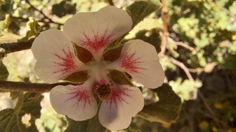 Anisodontea triloba, photographed by kevin koen
