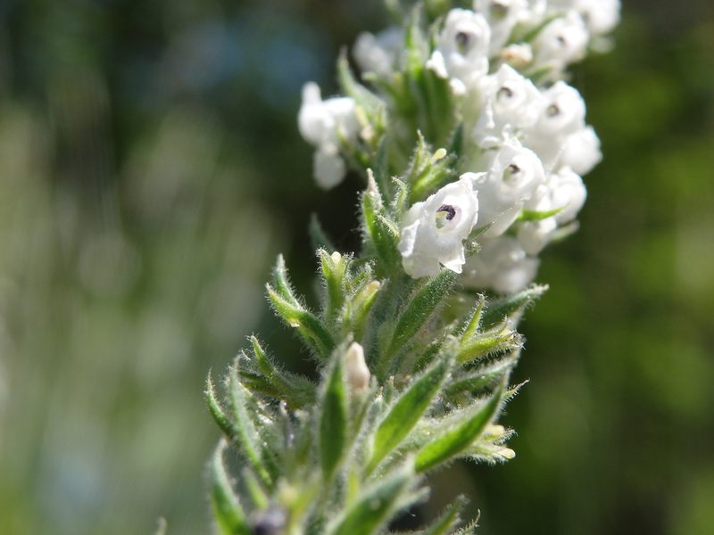 Anarrhinum duriminium, photographed by Carminda Santos