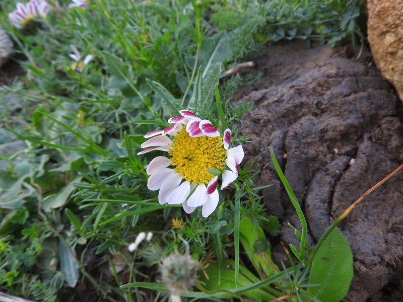 Anacyclus pyrethrum, photographed by Abdenour Kheloufi