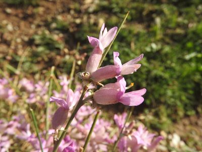 Erinacea anthyllis, photographed by Abdenour Kheloufi