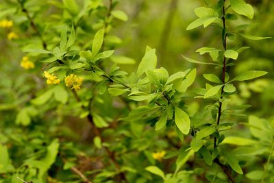 Berberis fendleri, photographed by Cecelia Alexander
