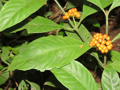 Palicourea racemosa, photographed by Vincent A. Vos