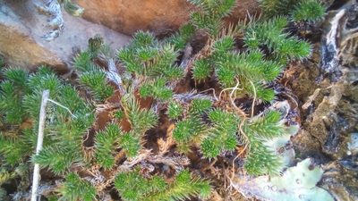 Selaginella afrorum, photographed by kevin koen