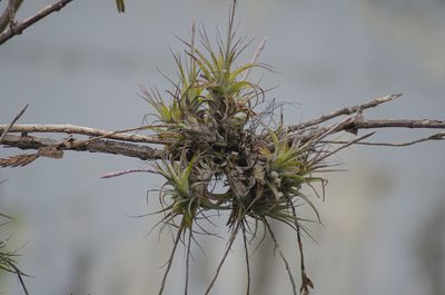 Tillandsia incarnata, photographed by sandy-espinozaf