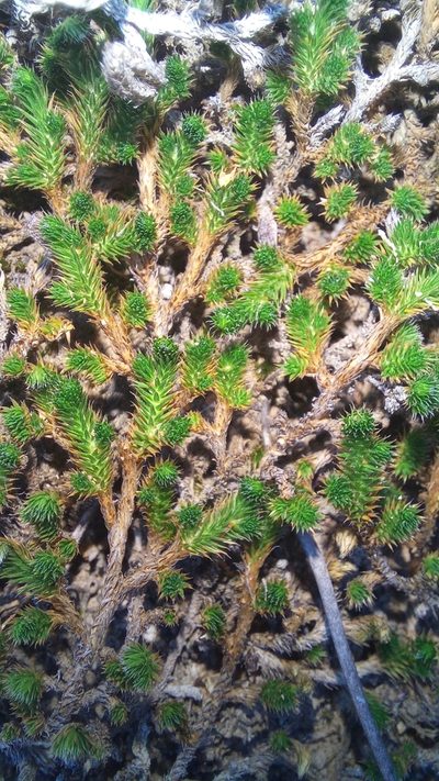 Selaginella afrorum, photographed by kevin koen