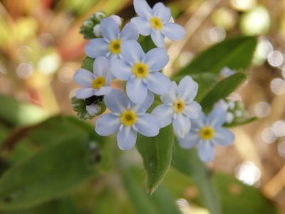 Myosotis welwitschii, photographed by Carminda Santos