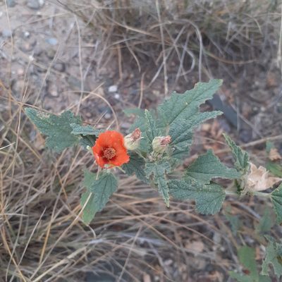 Sphaeralcea miniata, photographed by Benjamin Bender
