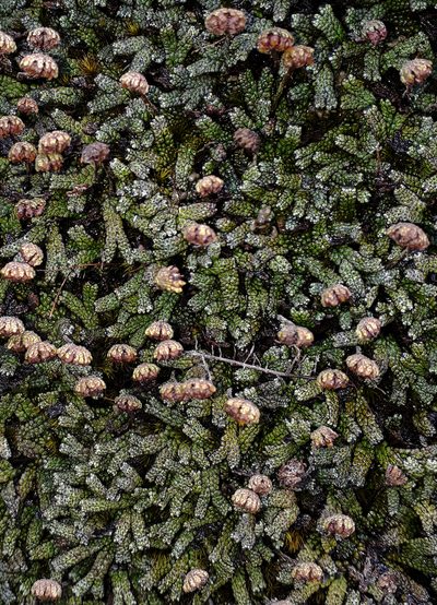 Marchantia macropora, photographed by Peter de Lange