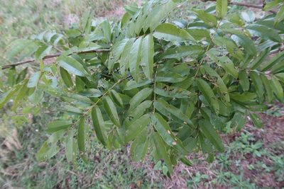 Millettia grandis, photographed by Presha Soogrim