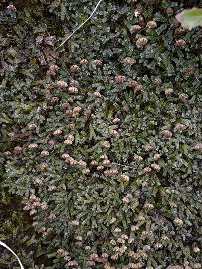 Marchantia macropora, photographed by Peter de Lange