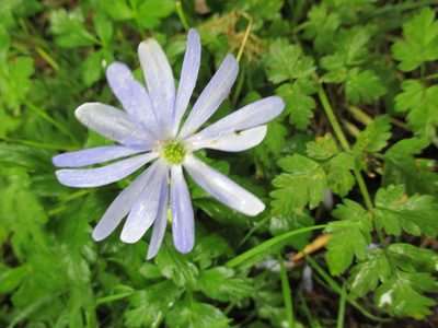 Anemonoides apennina, photographed by Karen Fry