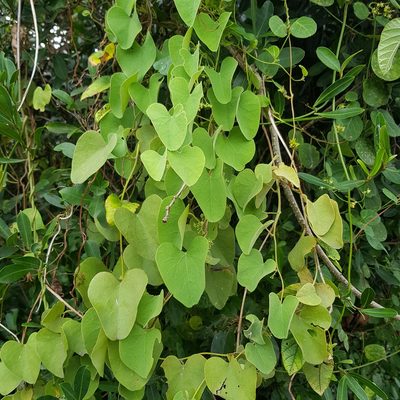 Cissampelos mucronata, photographed by Margaret Burger