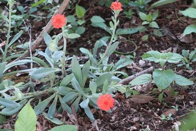 Kleinia fulgens, photographed by Presha Soogrim