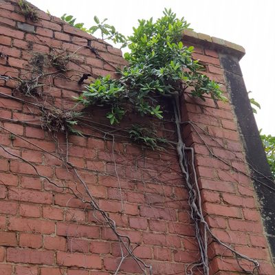 Ficus natalensis, photographed by Margaret Burger