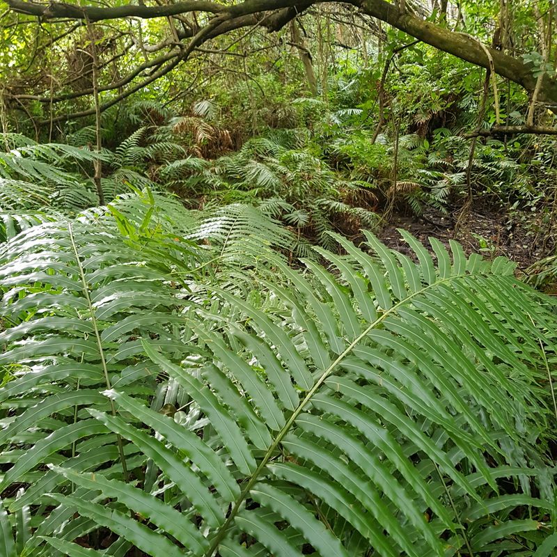 Stenochlaena tenuifolia, photographed by Margaret Burger