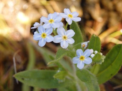 Myosotis welwitschii, photographed by Carminda Santos
