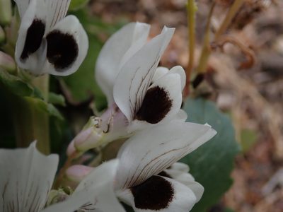 Vicia faba, photographed by Daniel Cahen