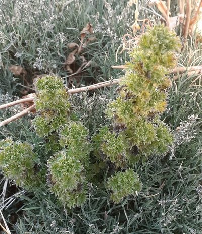 Urtica flabellata, photographed by Cristhian Apaza Mamani