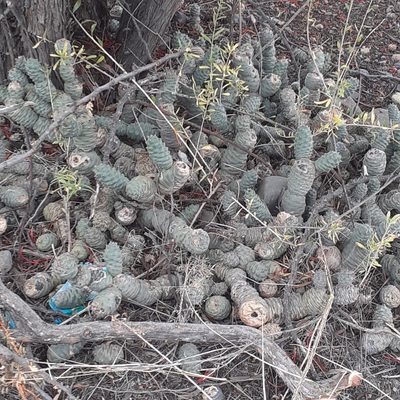 Tephrocactus articulatus, photographed by Benjamin Bender