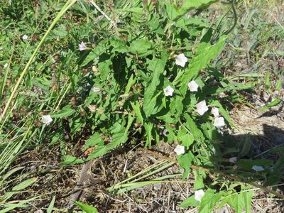 Convolvulus farinosus, photographed by linkie