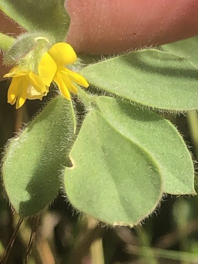Acmispon tomentosus, photographed by Amy Huie