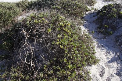 Othonna coronopifolia, photographed by Tony Rebelo