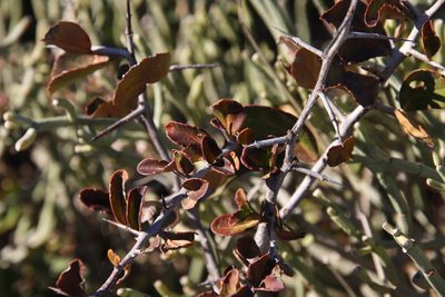 Putterlickia pyracantha, photographed by Tony Rebelo