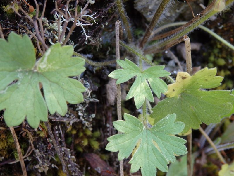 Ranunculus ollissiponensis, photographed by Carminda Santos