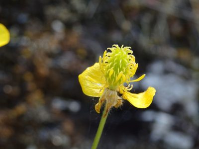 Ranunculus ollissiponensis, photographed by Carminda Santos