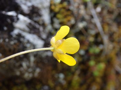 Ranunculus ollissiponensis, photographed by Carminda Santos