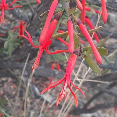 Ligaria cuneifolia, photographed by Benjamin Bender