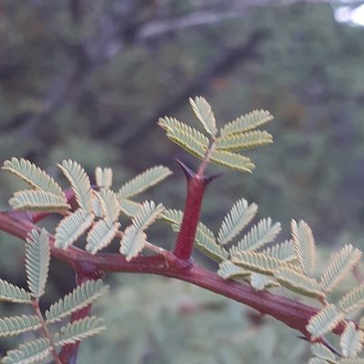 Senegalia gilliesii, photographed by Benjamin Bender